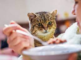 Can Humans Eat Cat Food