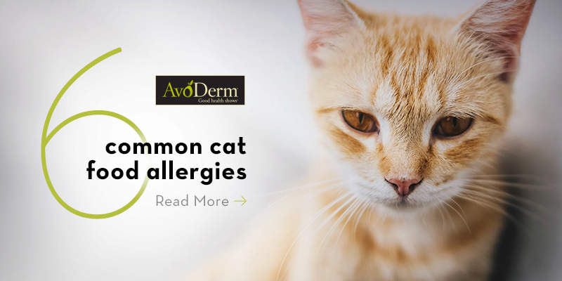 Cat Food Allergies