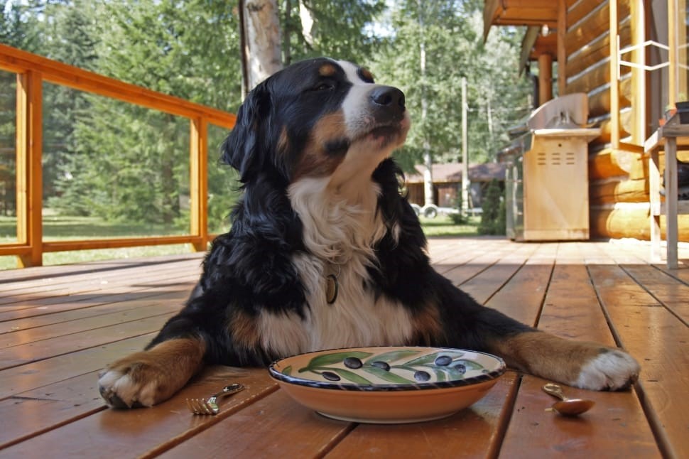 How Long Can Dogs Go Without Food