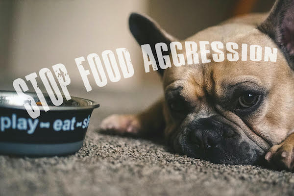 How to Stop Food Aggression in Dogs